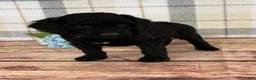Miniature Labradoodle dogs for sale: Dakota - Ad 6