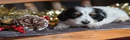 Dachshund dogs for sale: Snowflake - Ad 6