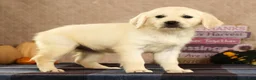 Golden Retriever dogs for sale: Gina - Ad 5