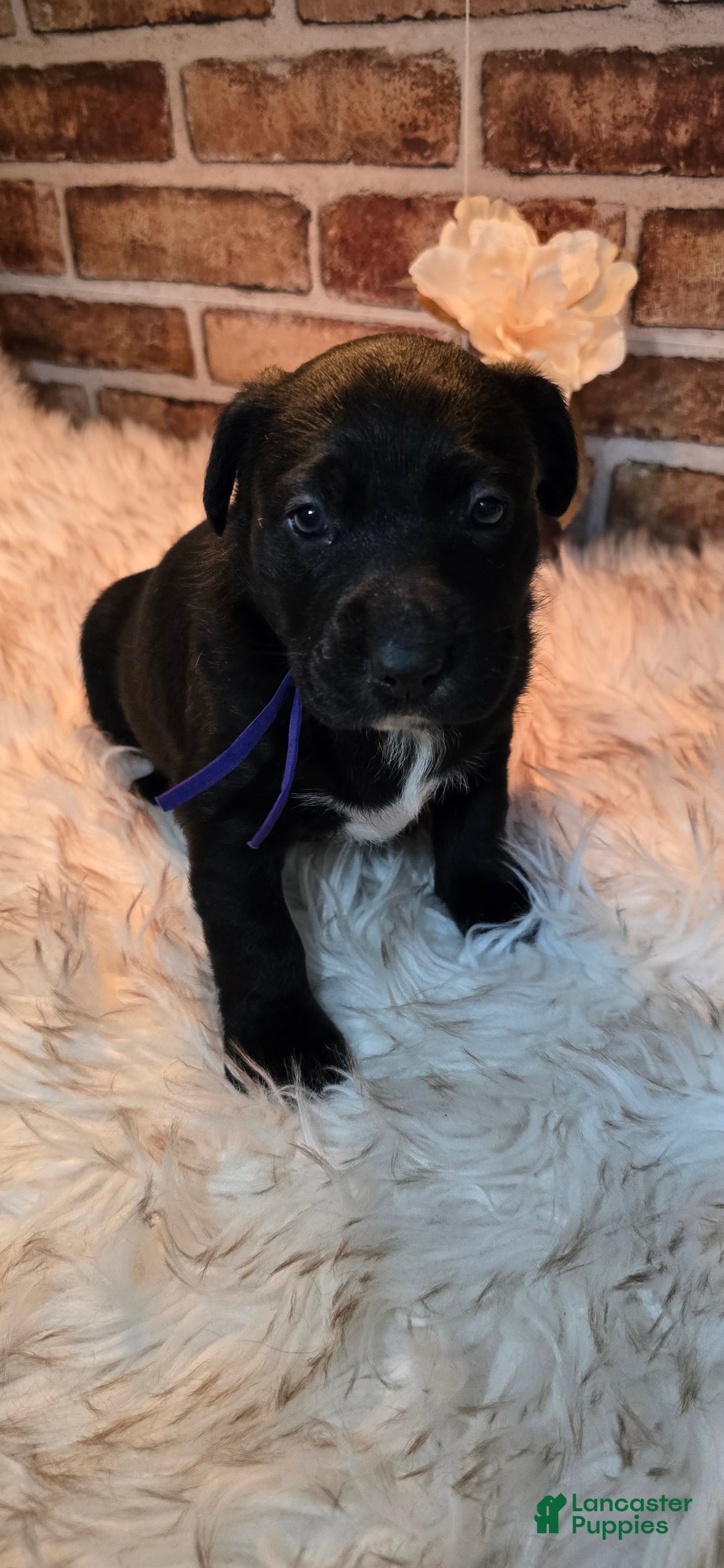 Mixed Breed dogs for sale: Willow - Ad 18