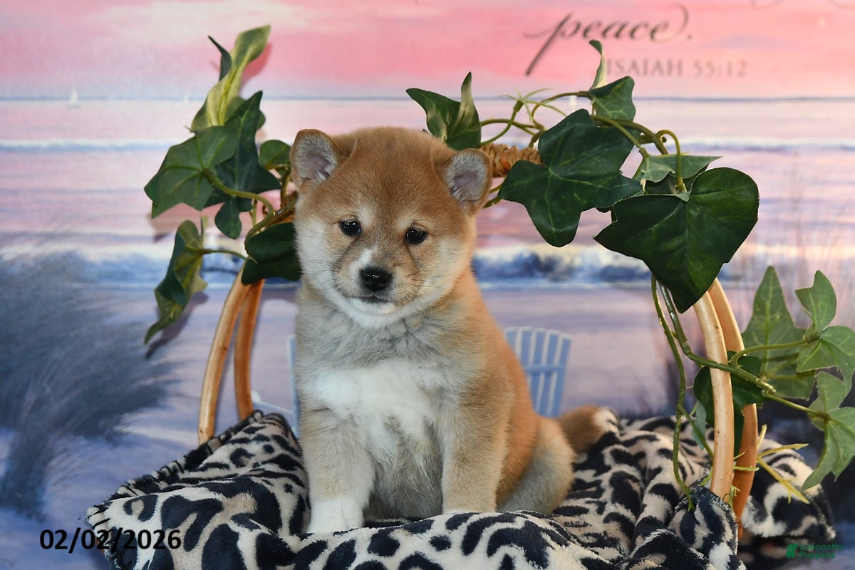 Shiba Inu dogs Ashley - Ad 12