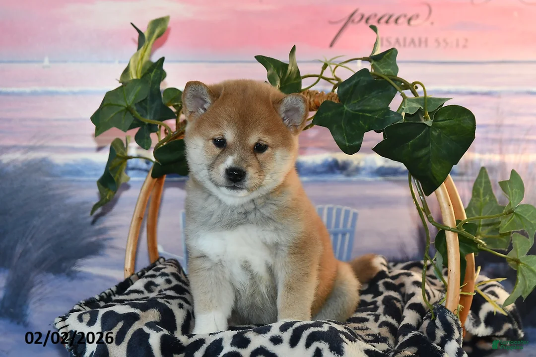 Shiba Inu dogs for sale: Ashley - Ad 1