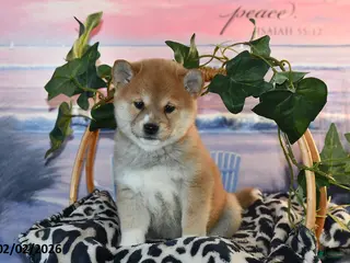 Shiba Inu dogs Ashley - Ad 24