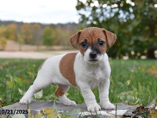 Jack Russell Terrier dogs - Ad 36
