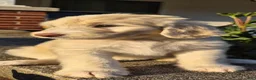 Goldendoodle dogs for sale: RUBY - Ad 4