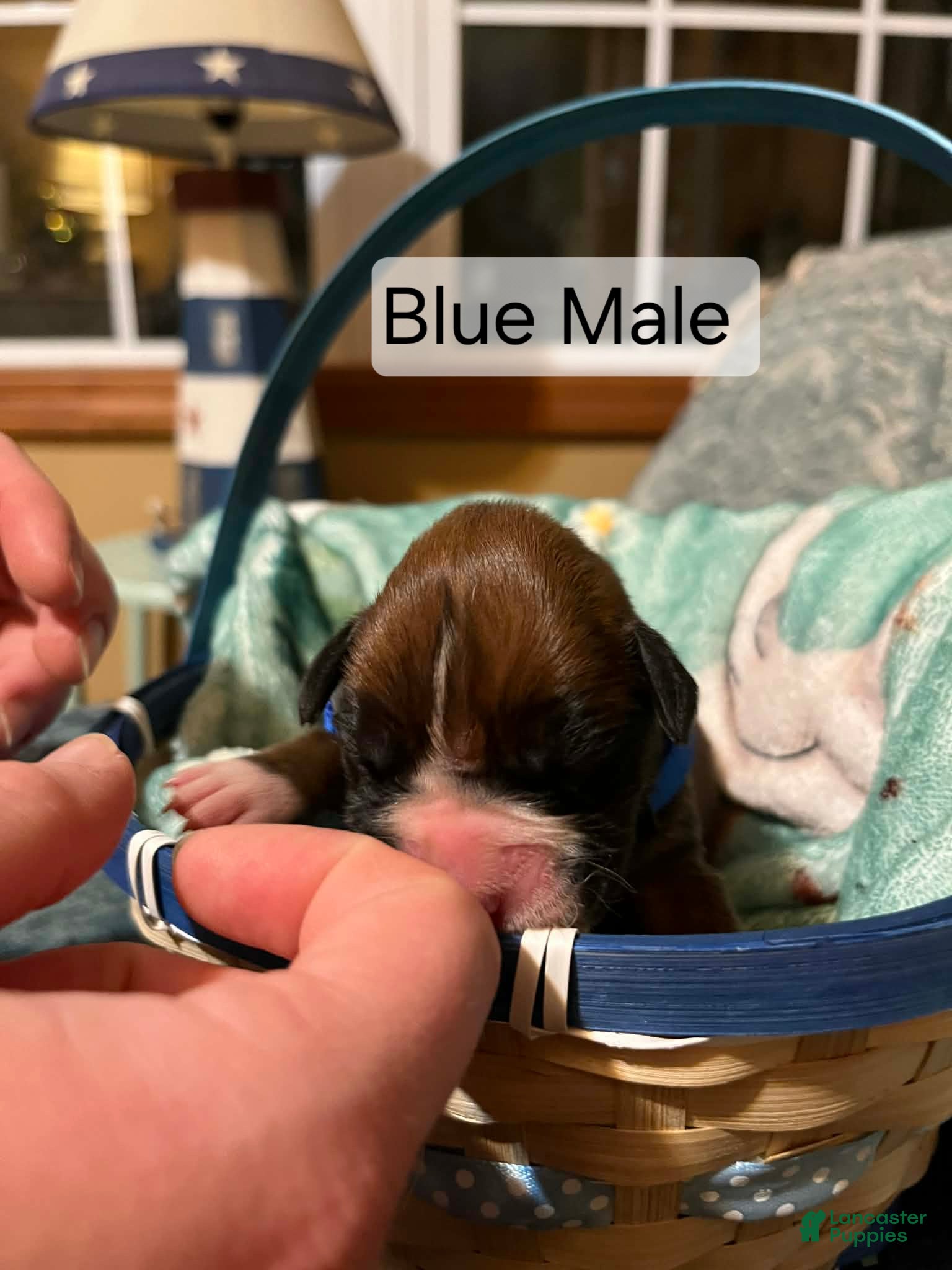 Boxer dogs Blue Male - Ad 9