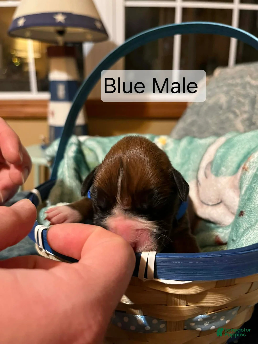 Boxer dogs for sale: Blue Male - Ad 1