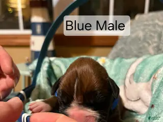 Boxer dogs Blue Male - Ad 16