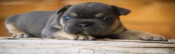 French Bulldog dogs for sale: Gunner French Bulldog  - Ad 5