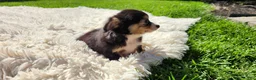 Chihuahua dogs for sale: Tony - Ad 5