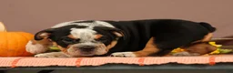 Beabull dogs for sale: Wendy - Ad 3