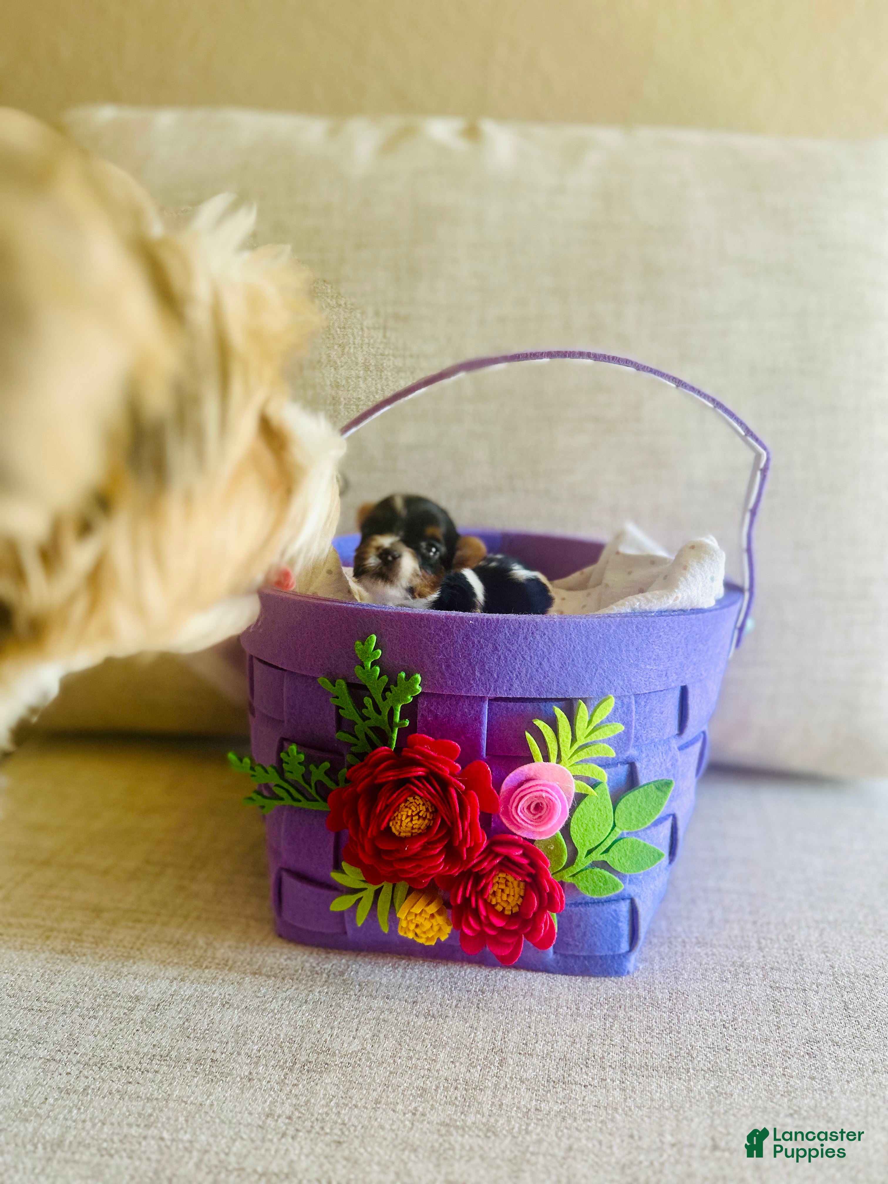 Biewer Terrier dogs Biewer Terrier Puppy 2 -Mini Puppy - Ad 1