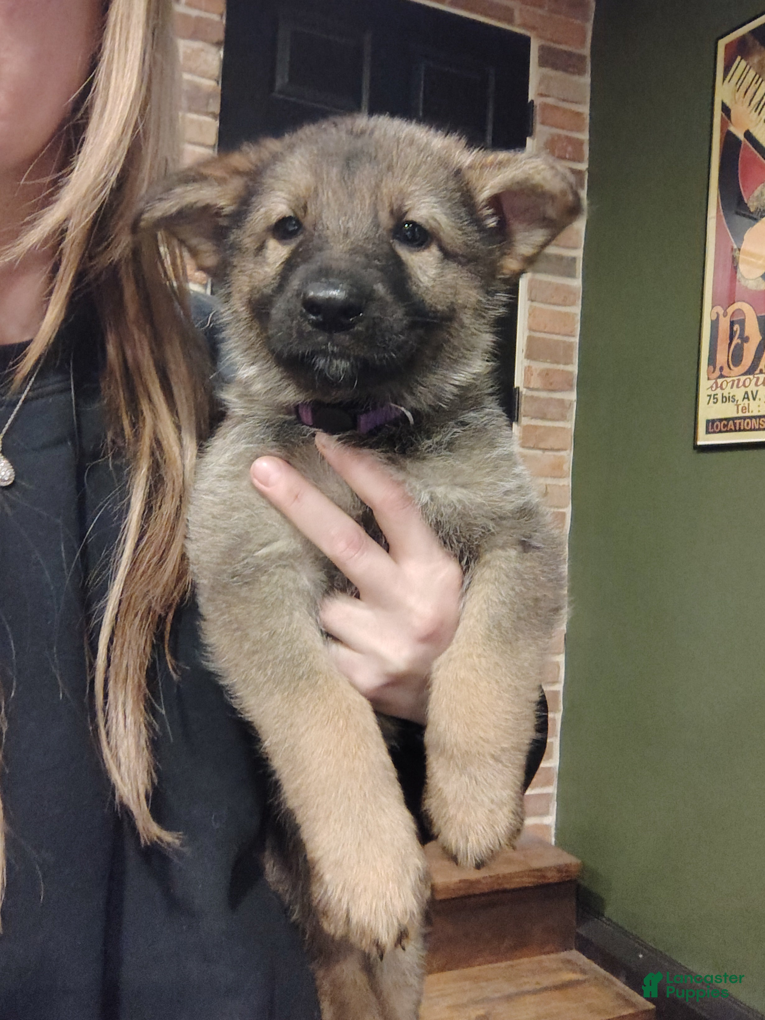 German Shepherd dogs Fern - Ad 1