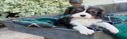 Cavalier King Charles Spaniel dogs for sale: Cutsie - Ad 1
