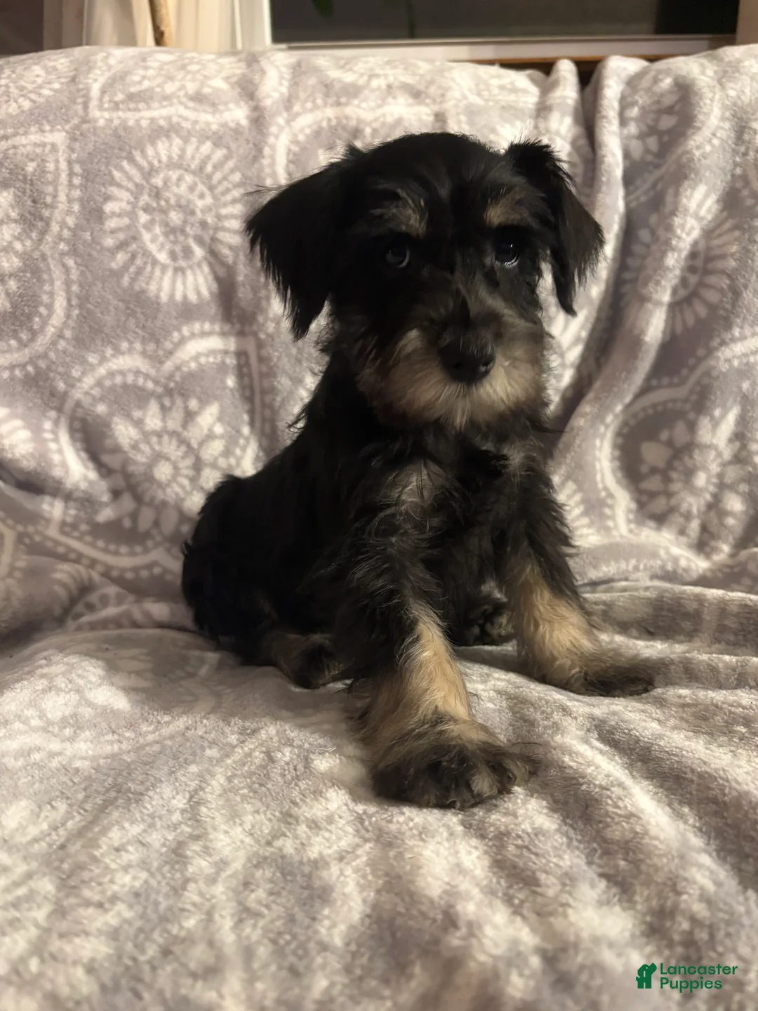 Miniature Schnauzer dogs for sale: Miniature Schnauzer Puppy 4 - Ad 2