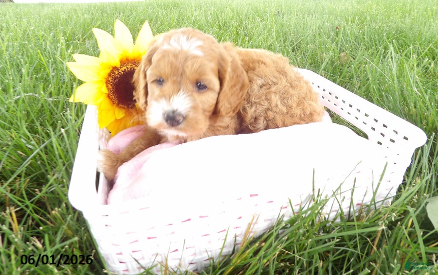 Cockapoo dogs Petunia - Ad 1