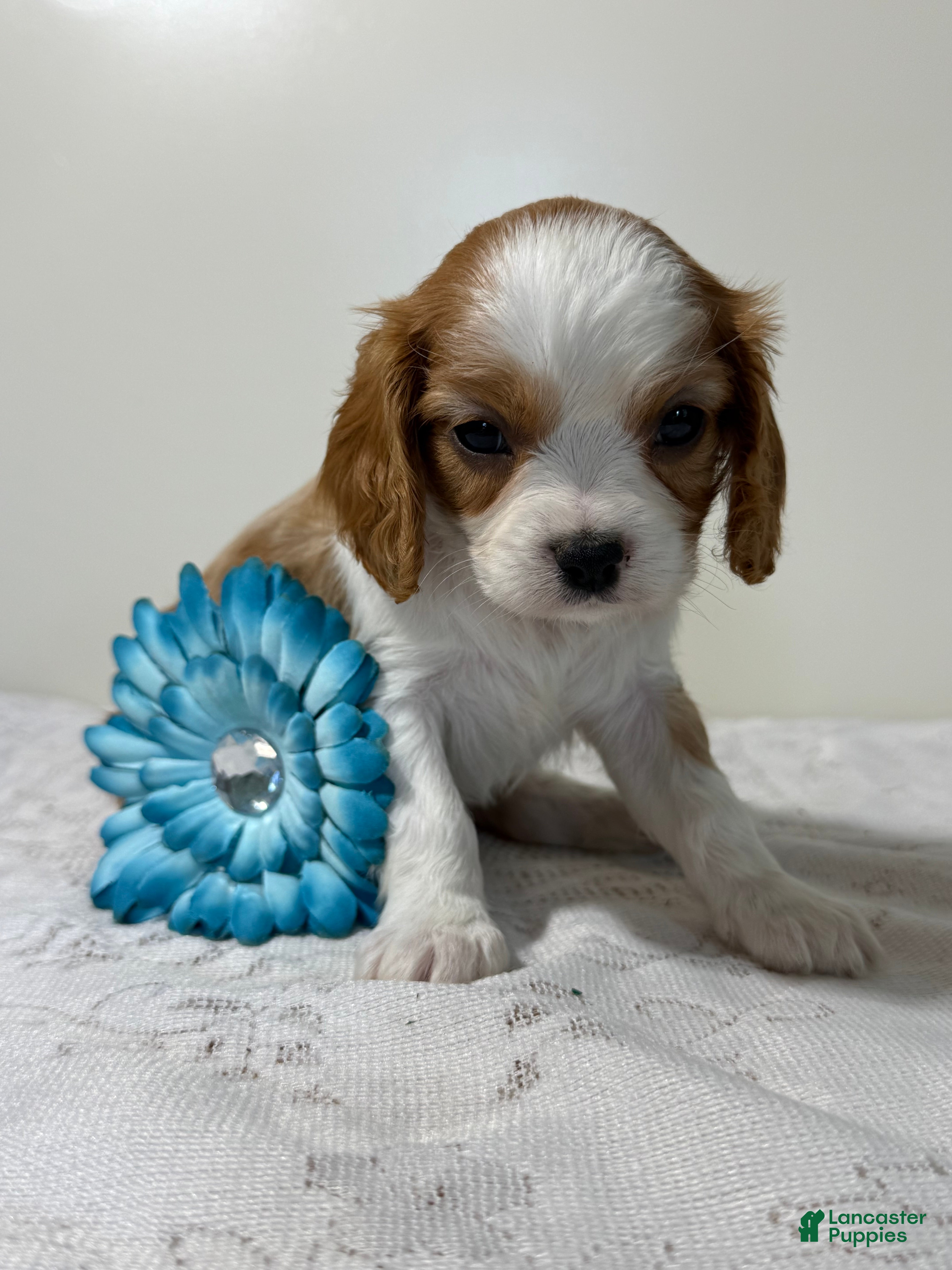 Cavalier King Charles Spaniel dogs Loyal Cavalier King Charles Spaniel  - Ad 2