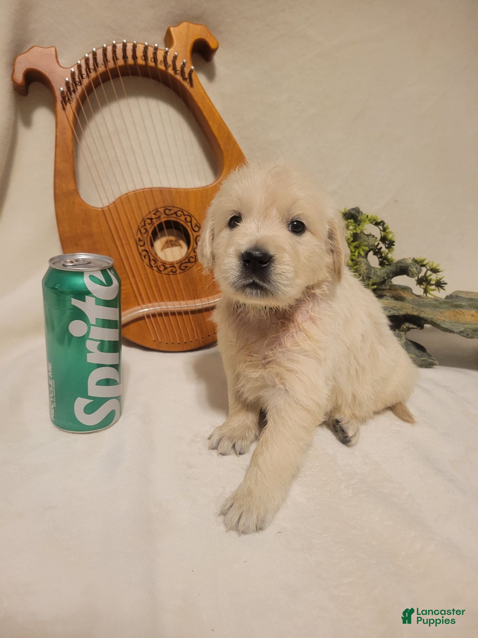Golden Retriever dogs Champion Sired, Sprite - Ad 17