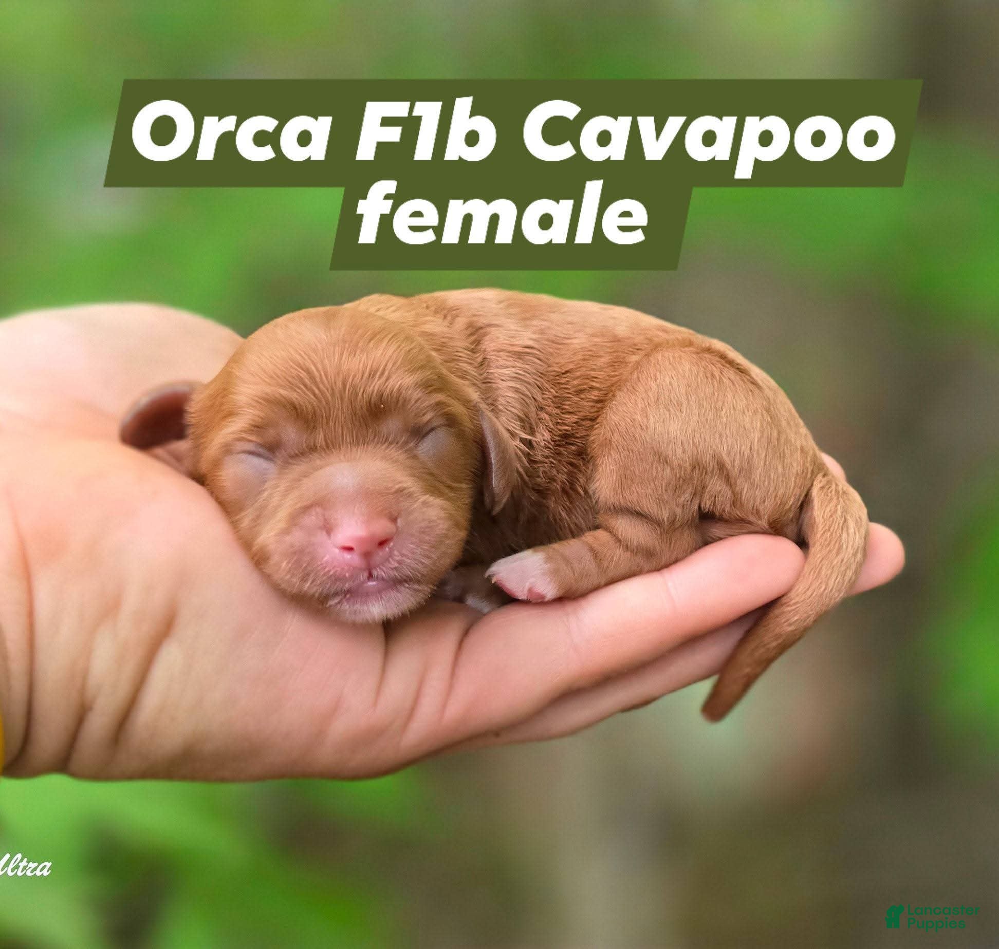 Cavapoo dogs Orca - Ad 8