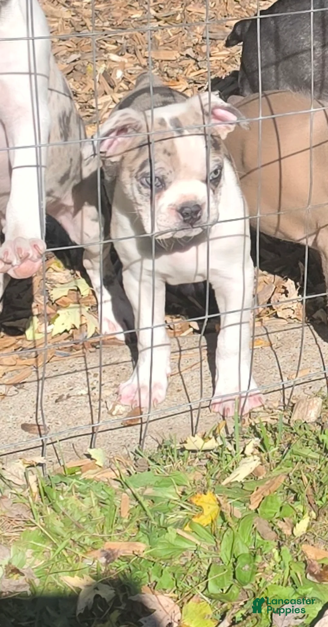 Mixed Breed dogs for sale: Tater - Ad 2