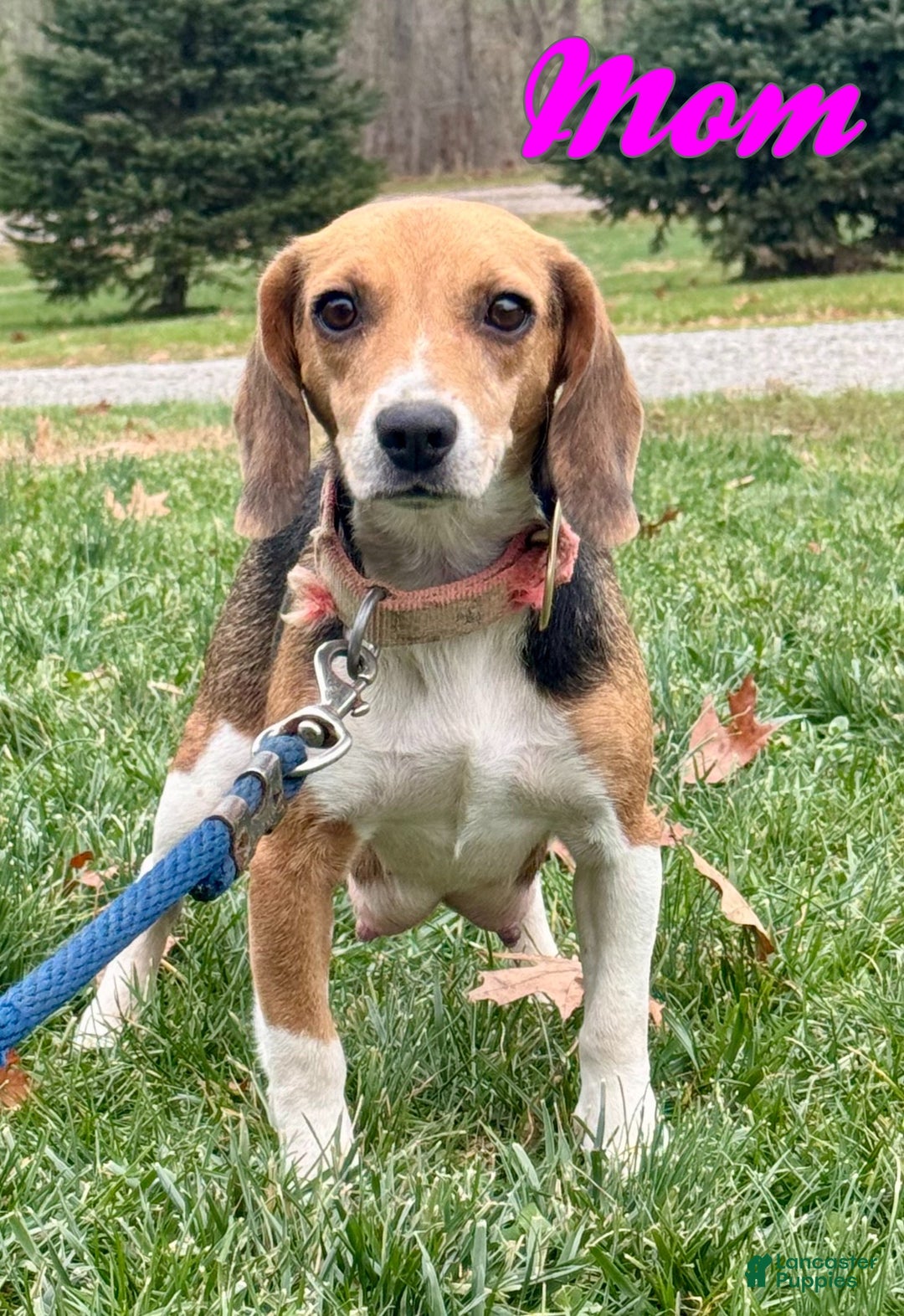 Beagle dogs for sale: Fannie - Ad 9
