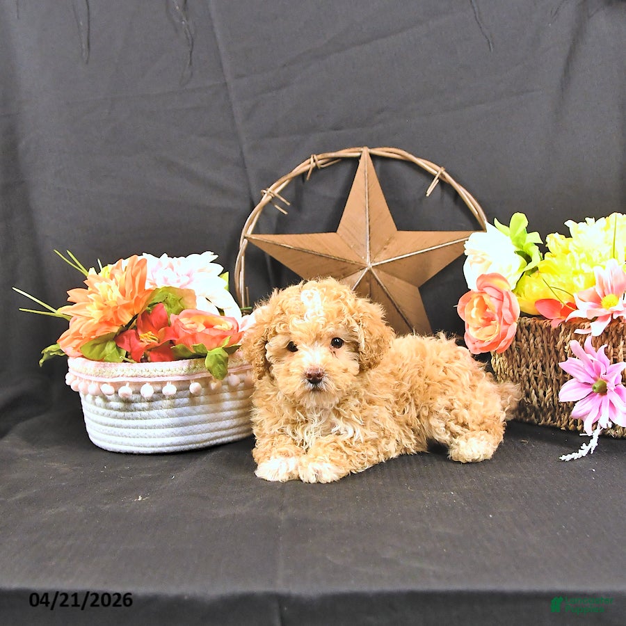 Miniature Poodle dogs Cally - Ad 2