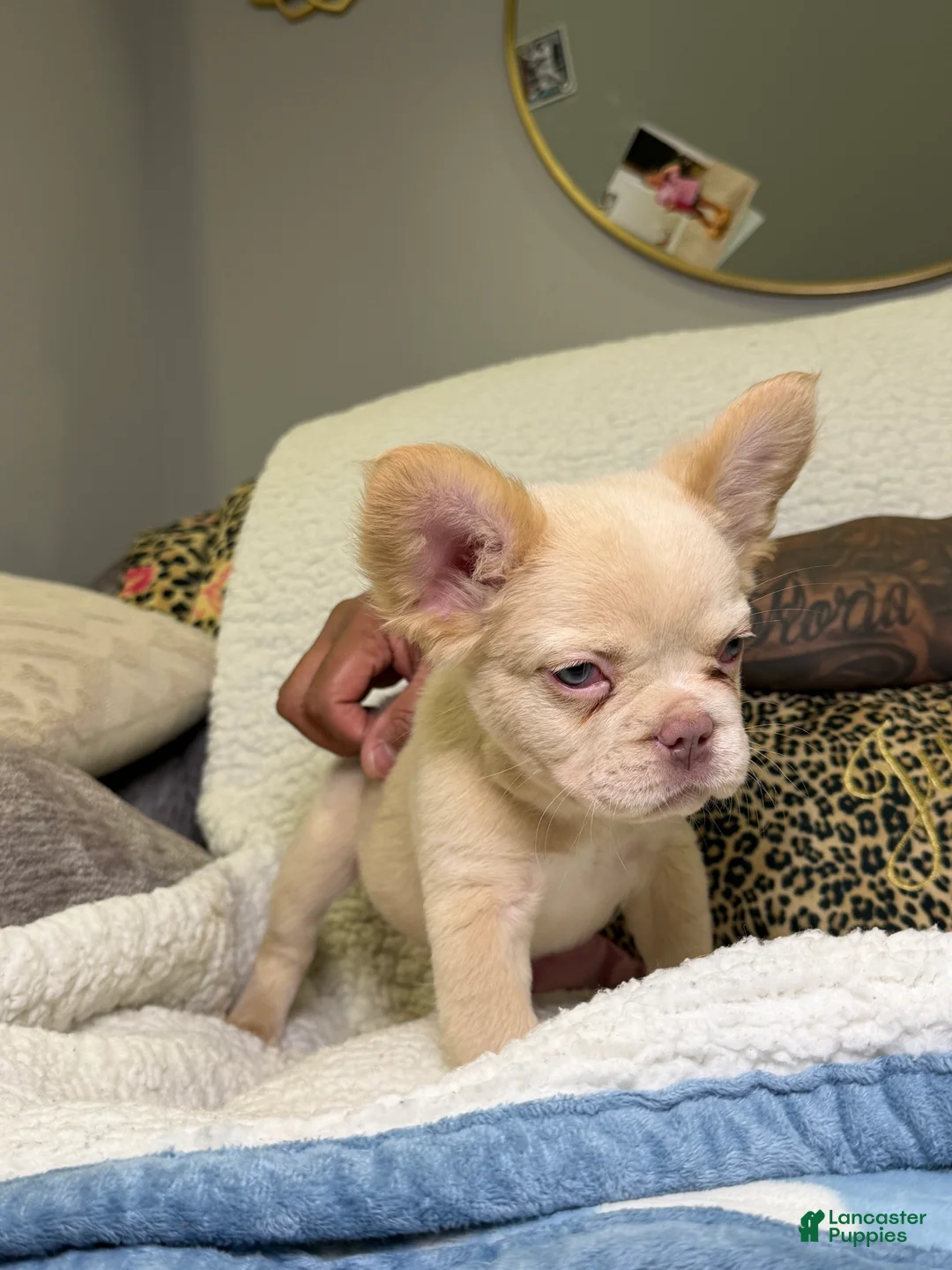 French Bulldog dogs for sale: Ghost - Ad 2