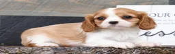 Cavalier King Charles Spaniel dogs for sale: Patrick - Ad 4