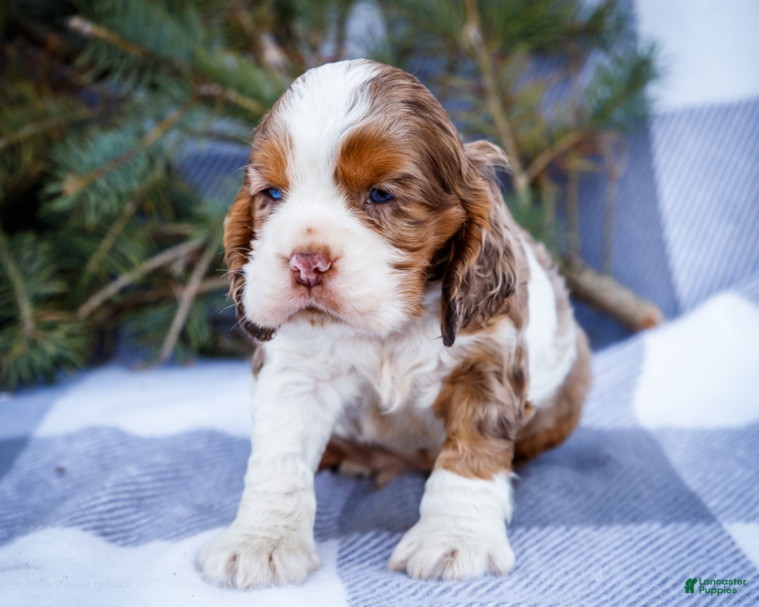 Cocker Spaniel dogs for sale: Pierre - Ad 12