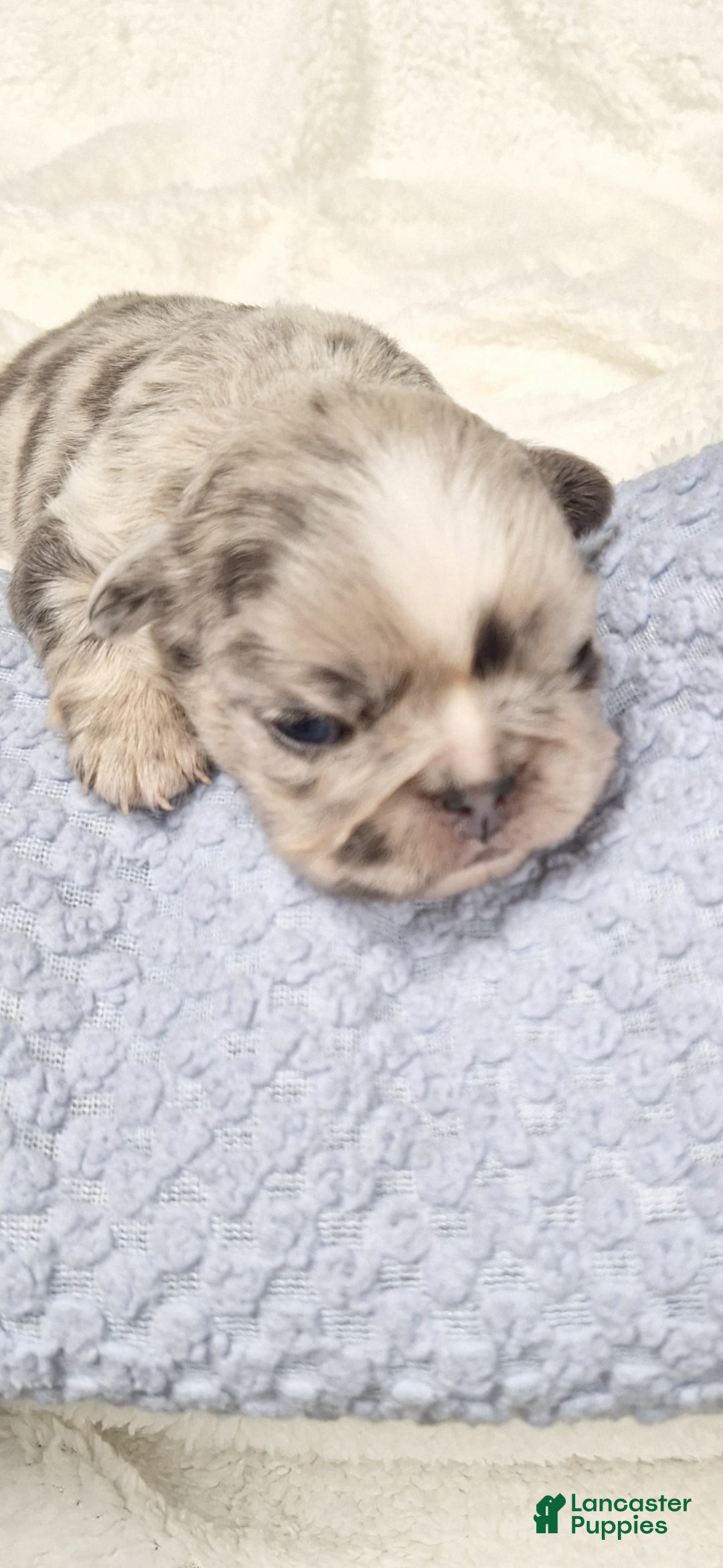 French Bulldog dogs for sale: Tim - Ad 9