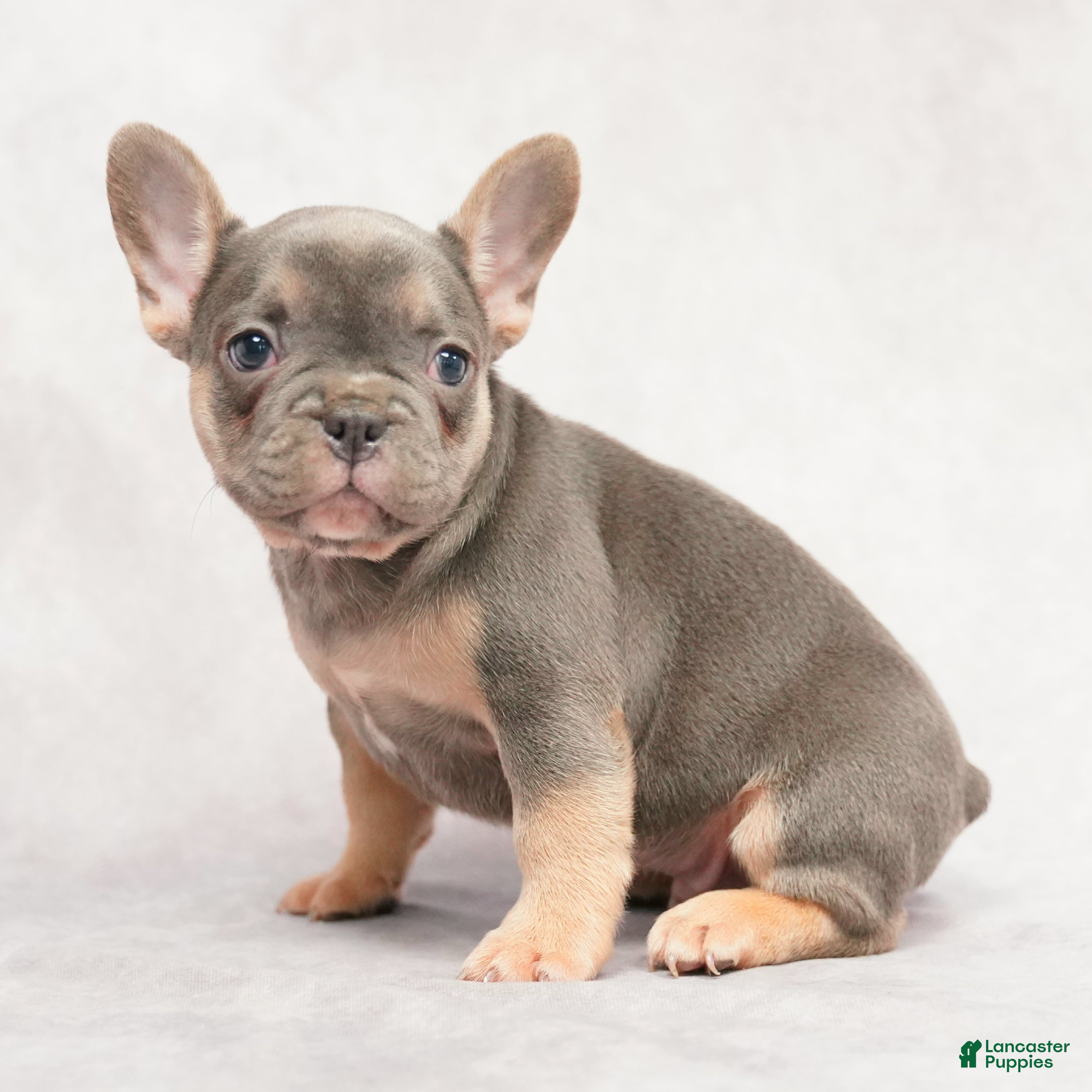 French Bulldog dogs Morris - Ad 2