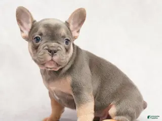 What Makes an Isabella French Bulldog? Genetics