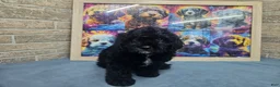 Cavapoo dogs for sale: F1 Poseidon - Ad 2