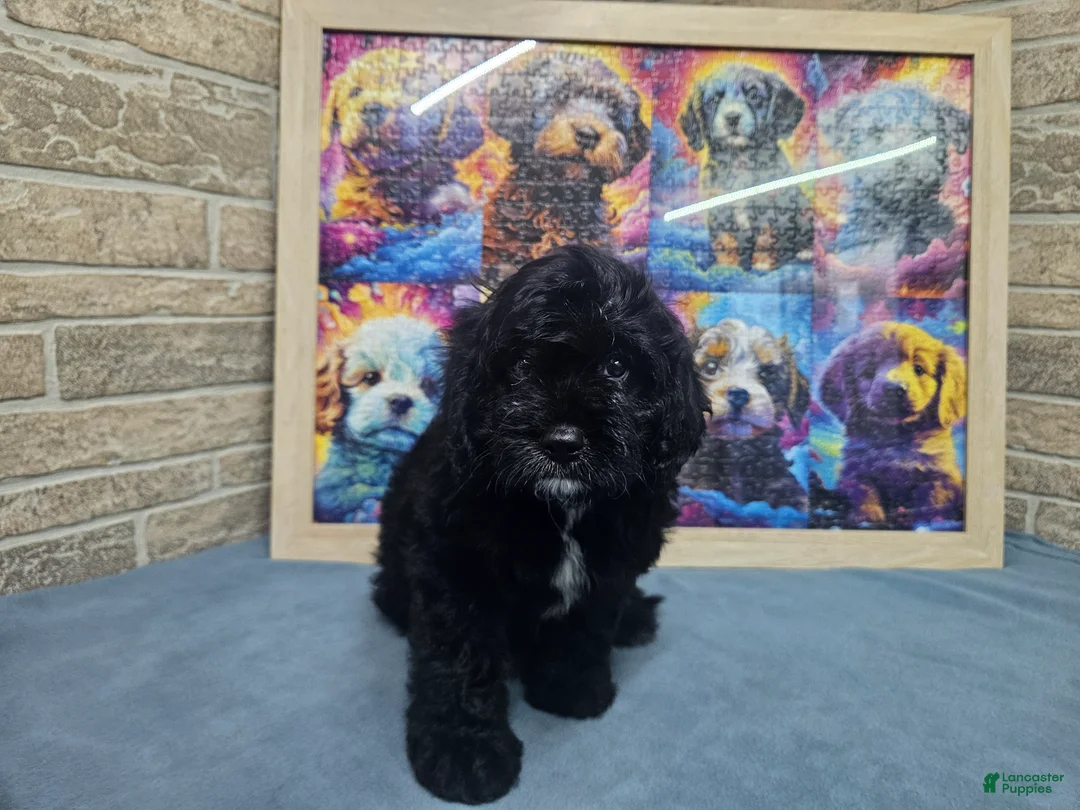 Cavapoo dogs for sale: F1 Poseidon - Ad 2