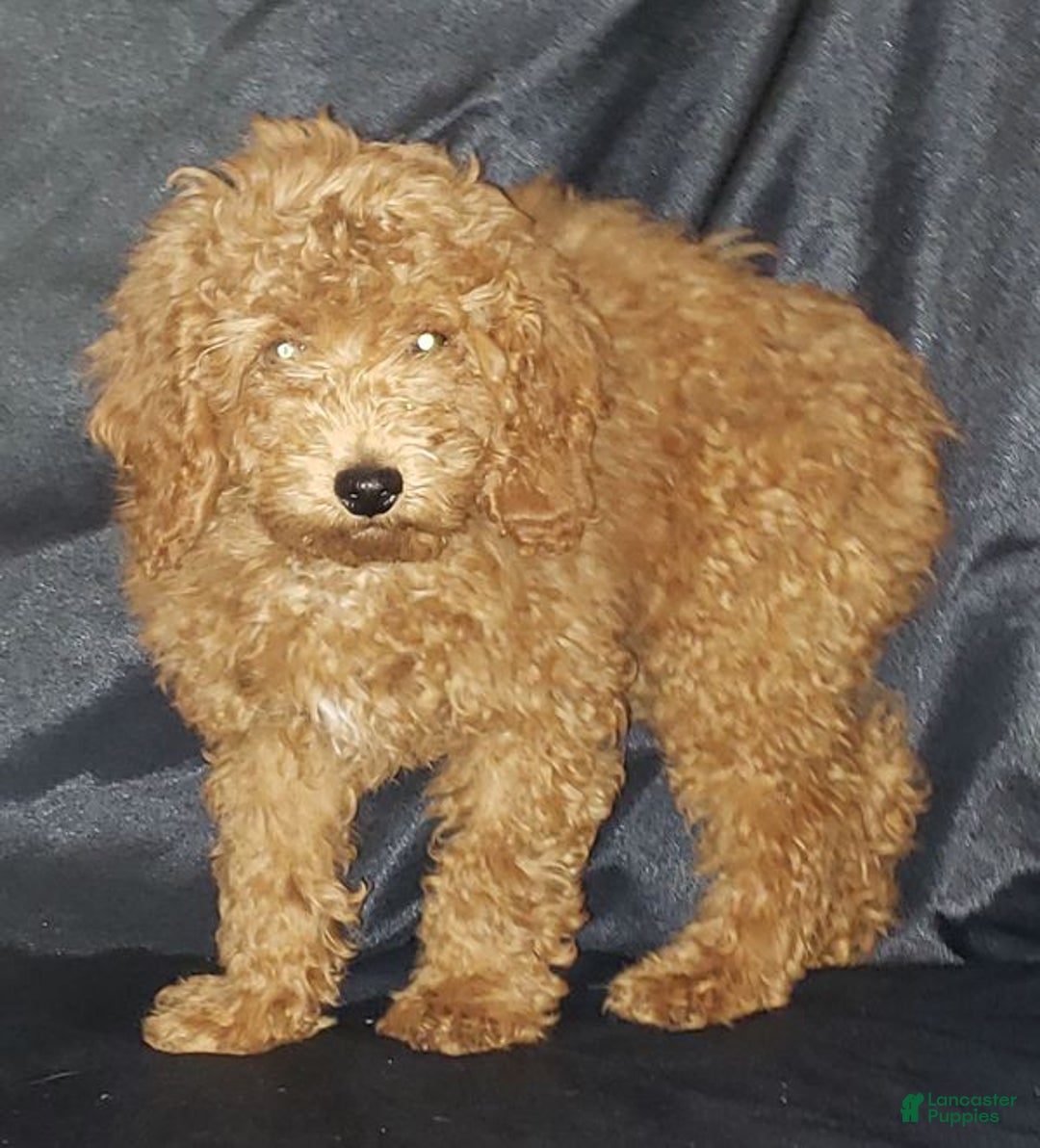Toy Poodle dogs for sale: Toy Poodle Puppy 1 - Ad 2