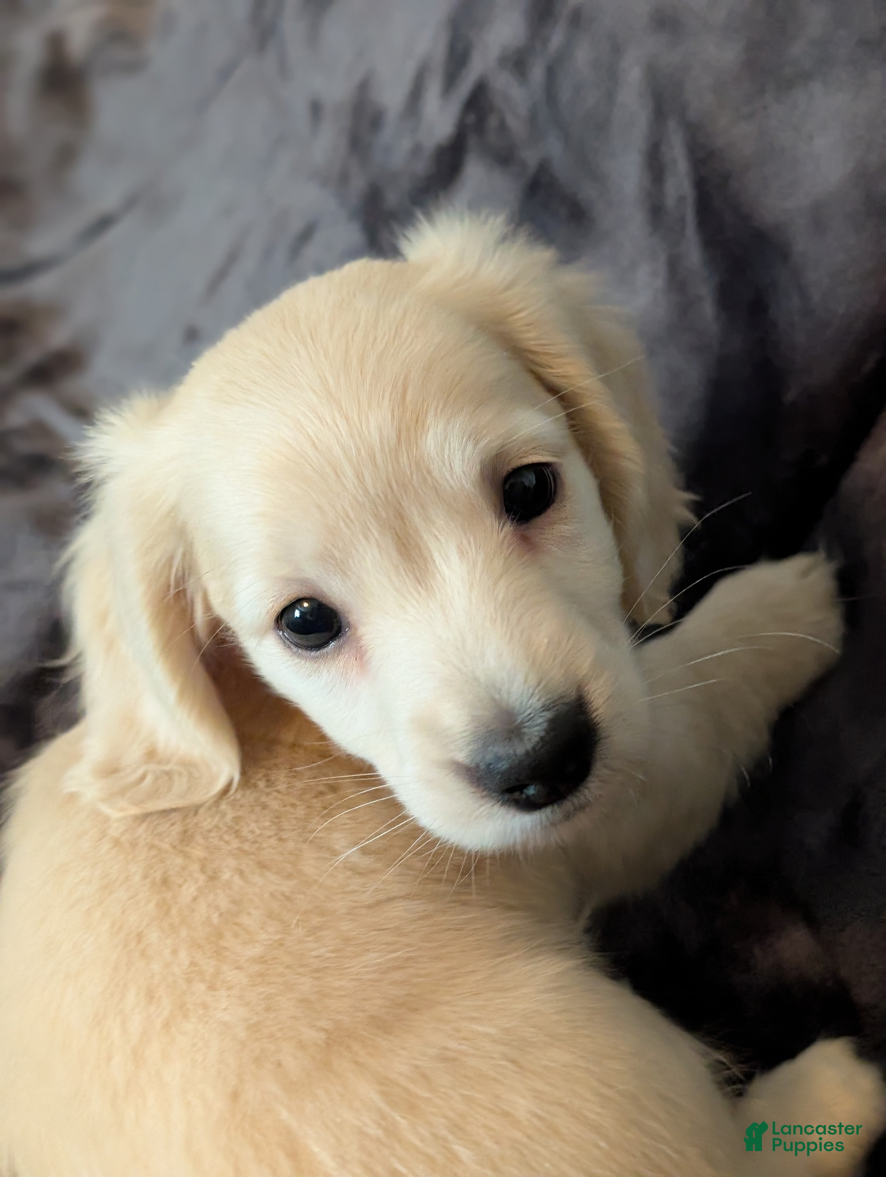 Miniature Dachshund dogs Miniature Dachshund Puppy 1 - Ad 25