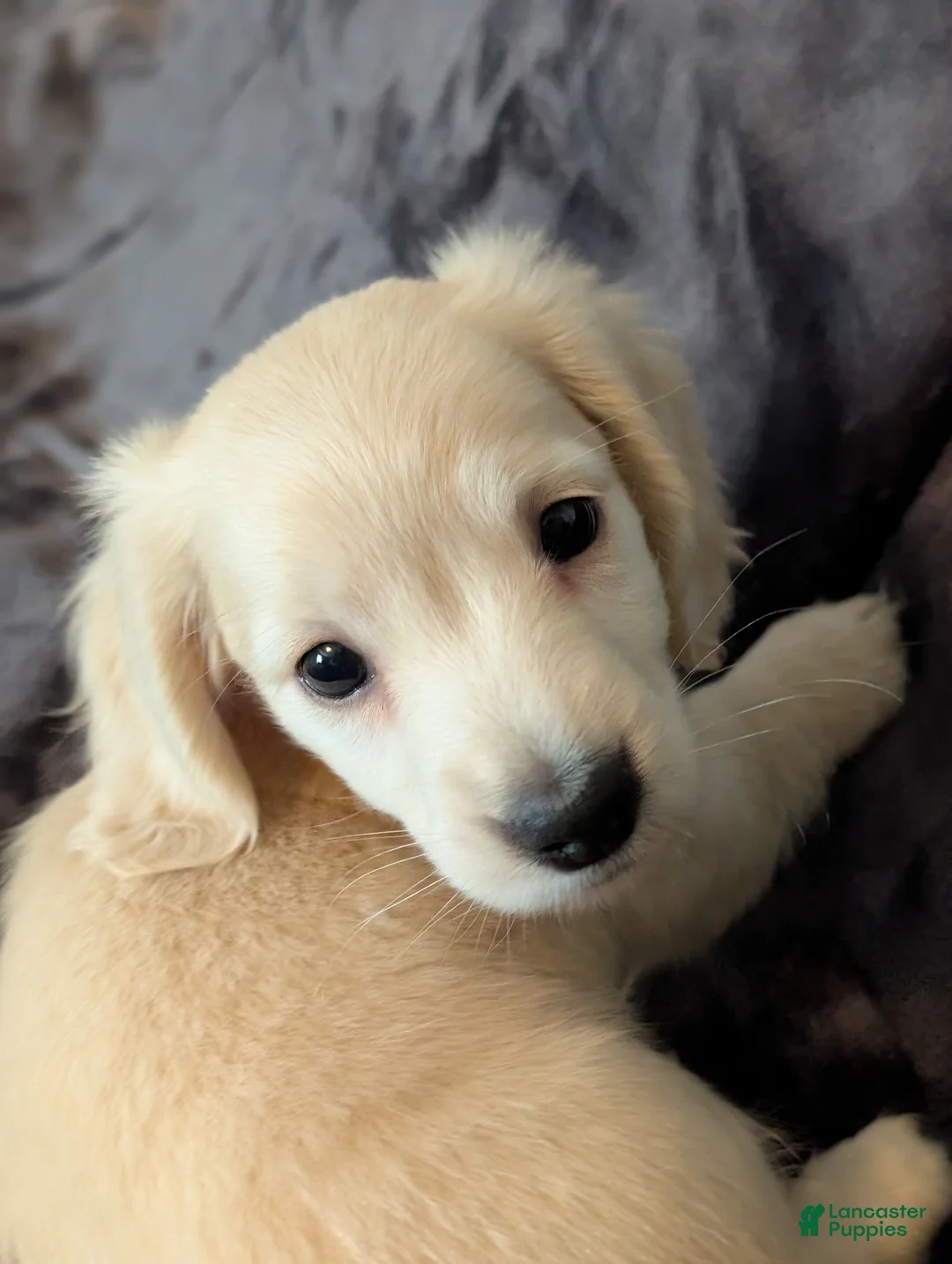 Miniature Dachshund dogs for sale: Miniature Dachshund Puppy 1 - Ad 1