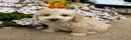 Miniature Poodle dogs for sale: Jimmy - Ad 5