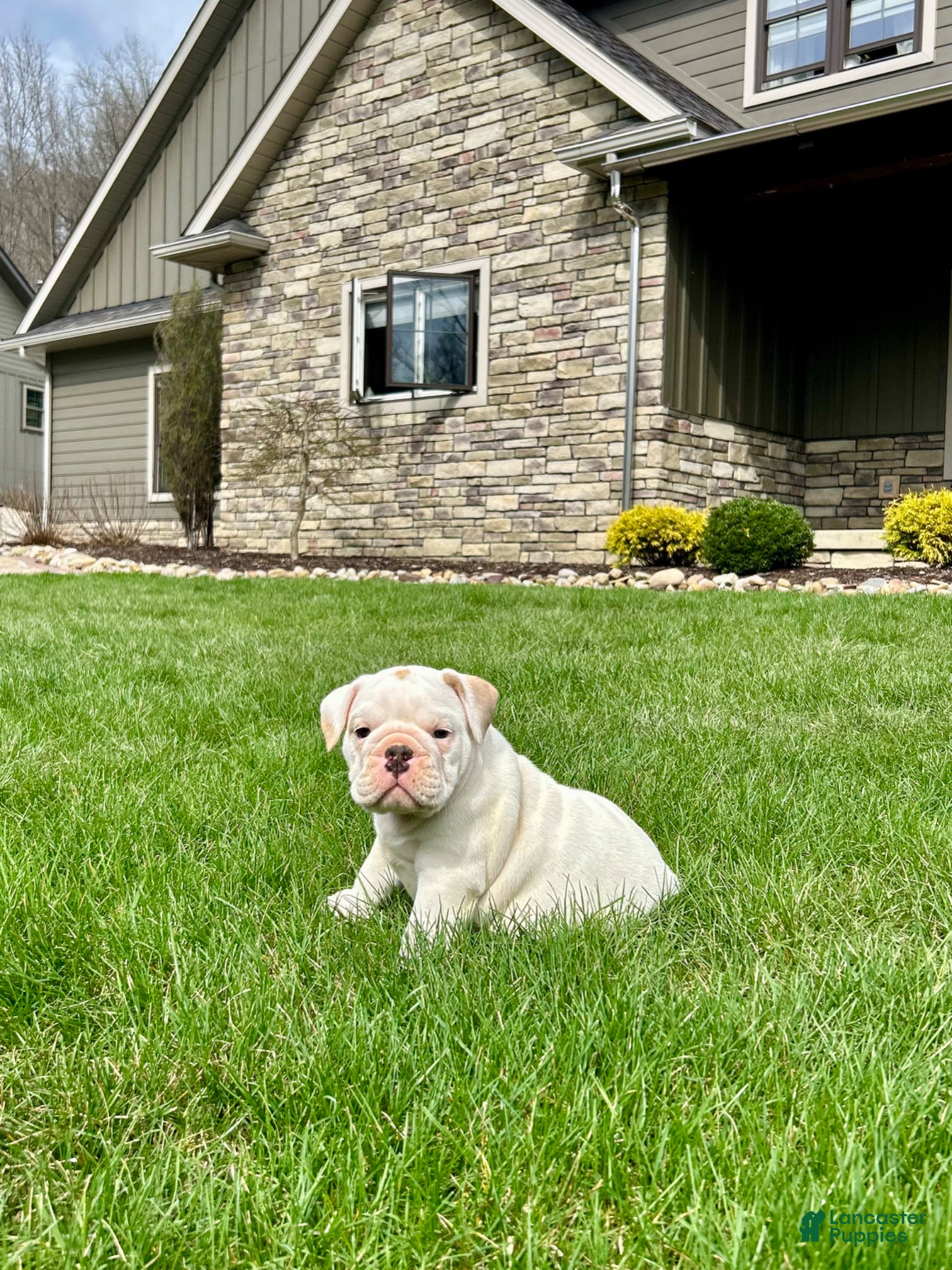English Bulldog dogs for sale: Winston - Ad 2