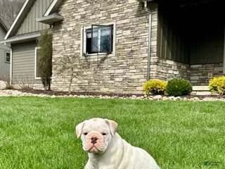 English Bulldog dogs for sale: Winston - Ad 2