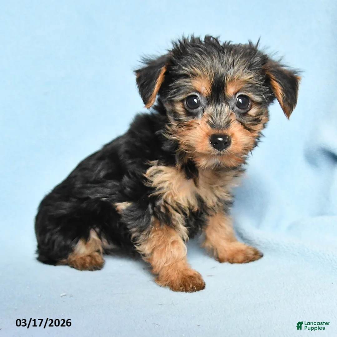 Mixed Breed dogs for sale: Pansy - Ad 2