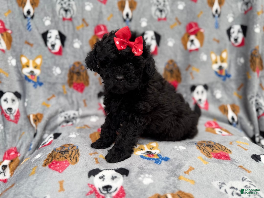 Shihpoo dogs for sale: Bailey - Ad 4
