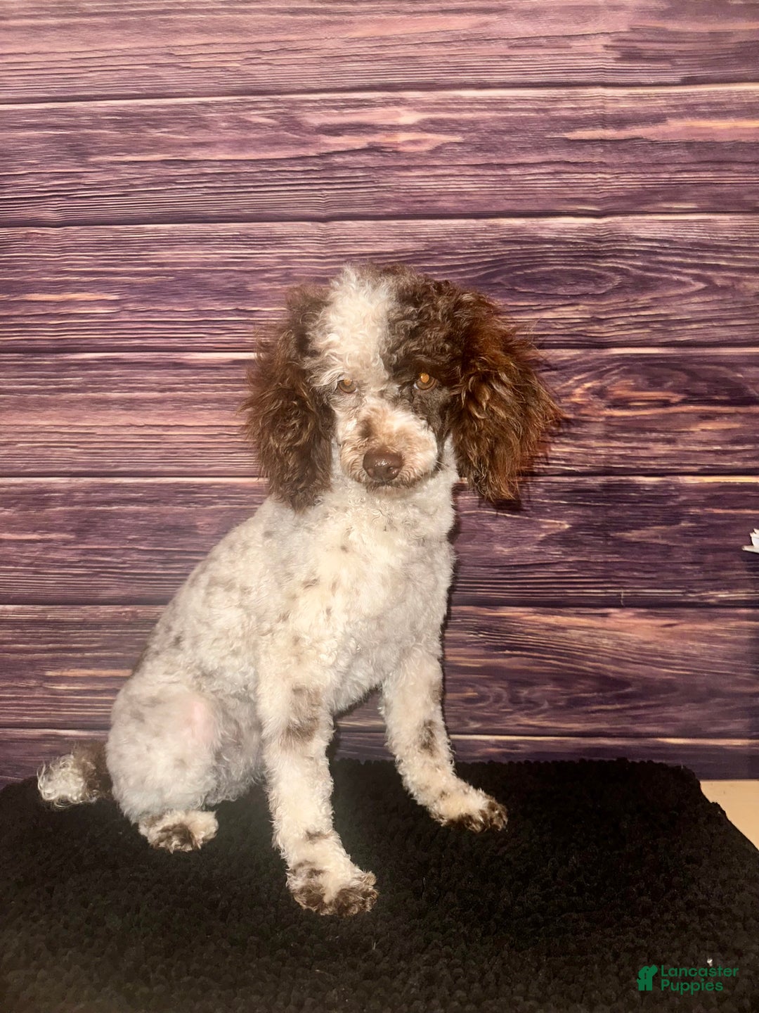 Cockapoo dogs for sale: Gabby - Ad 7