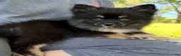 Pomsky dogs for sale: Harper - Ad 6