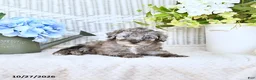 Mini Aussiedoodle dogs for sale: Cody - Ad 4