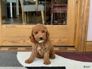 Cockapoo dogs Glen - Ad 22