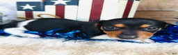 Miniature Dachshund dogs for sale: Brandy - Ad 11
