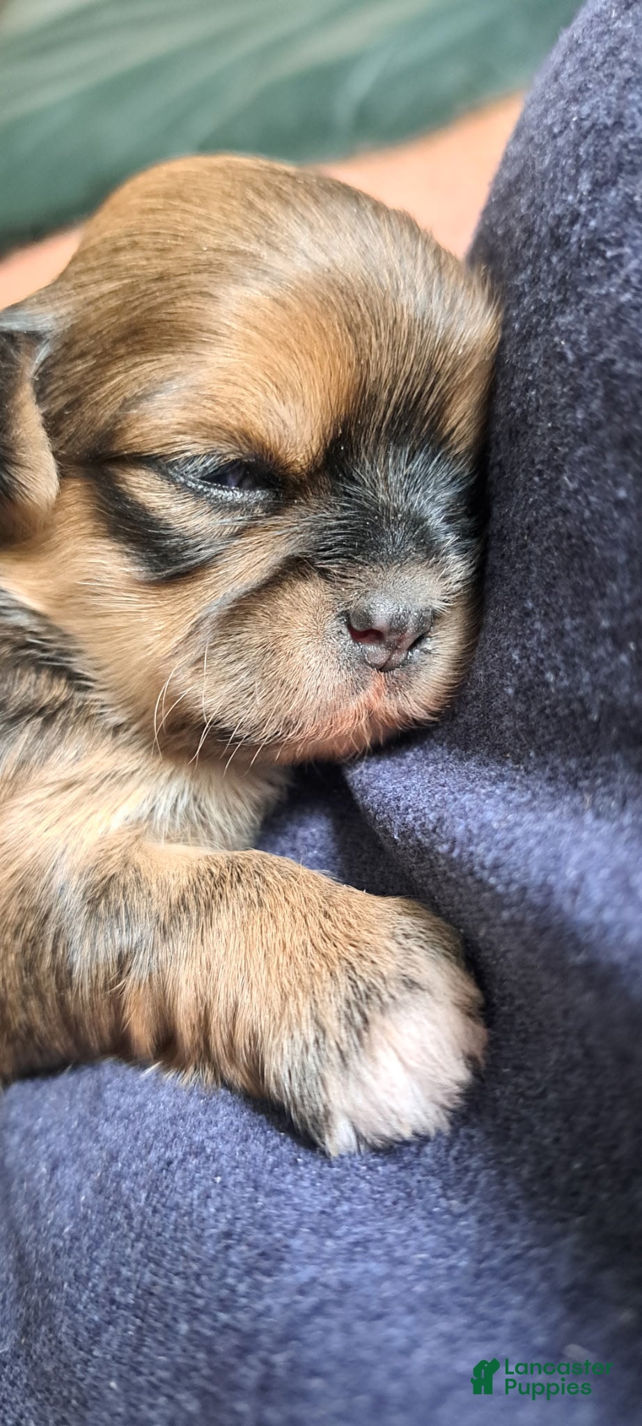 Shih Tzu dogs Hope - Ad 40