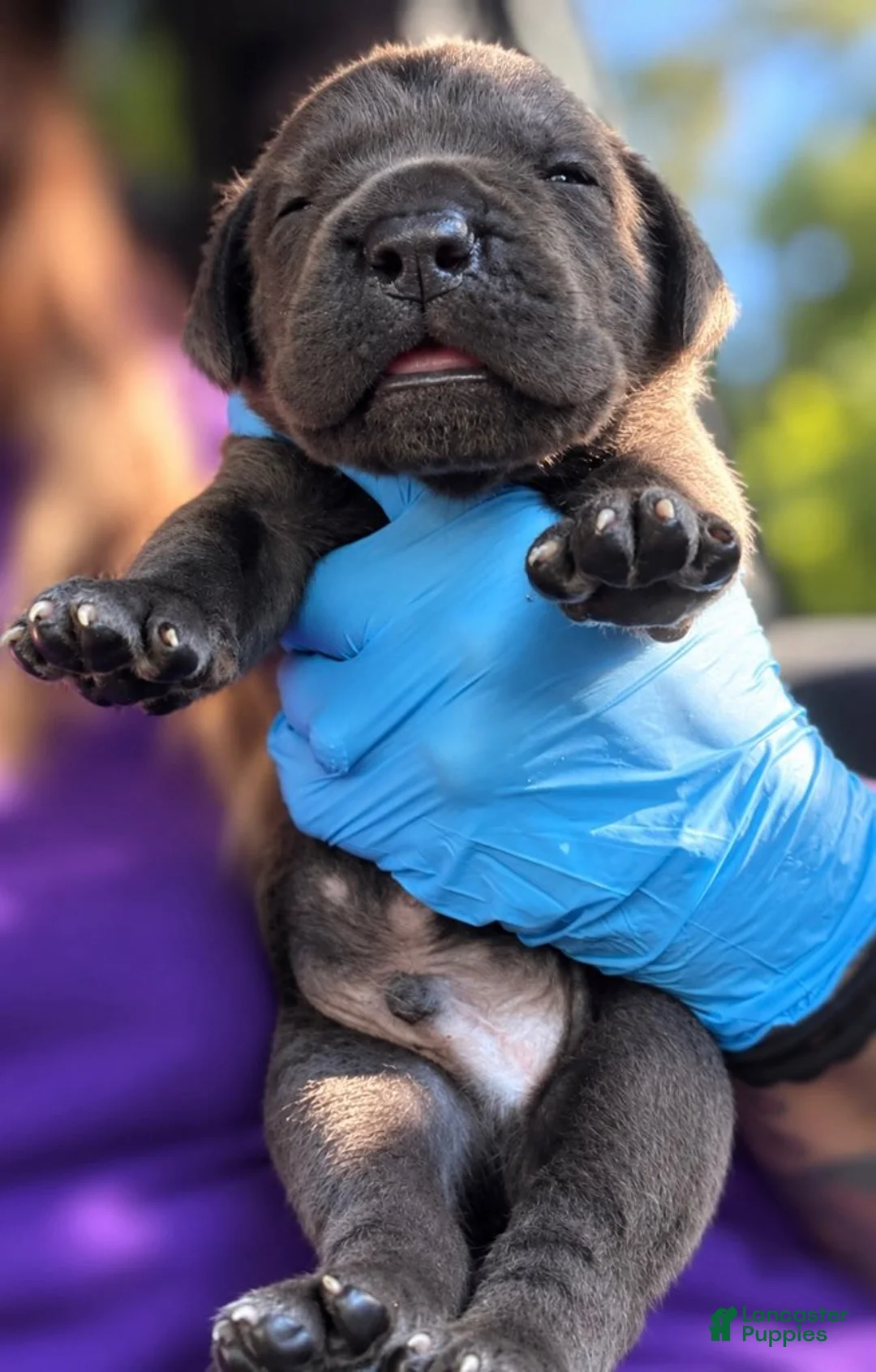 Cane Corso dogs for sale: Jayce - Ad 1