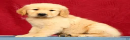 Golden Retriever dogs for sale: Denali - Ad 3